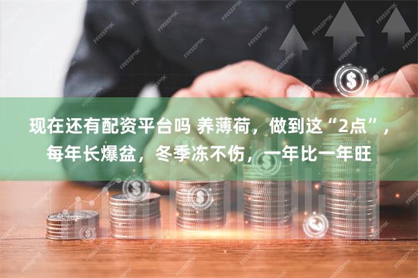 现在还有配资平台吗 养薄荷，做到这“2点”，每年长爆盆，冬季冻不伤，一年比一年旺